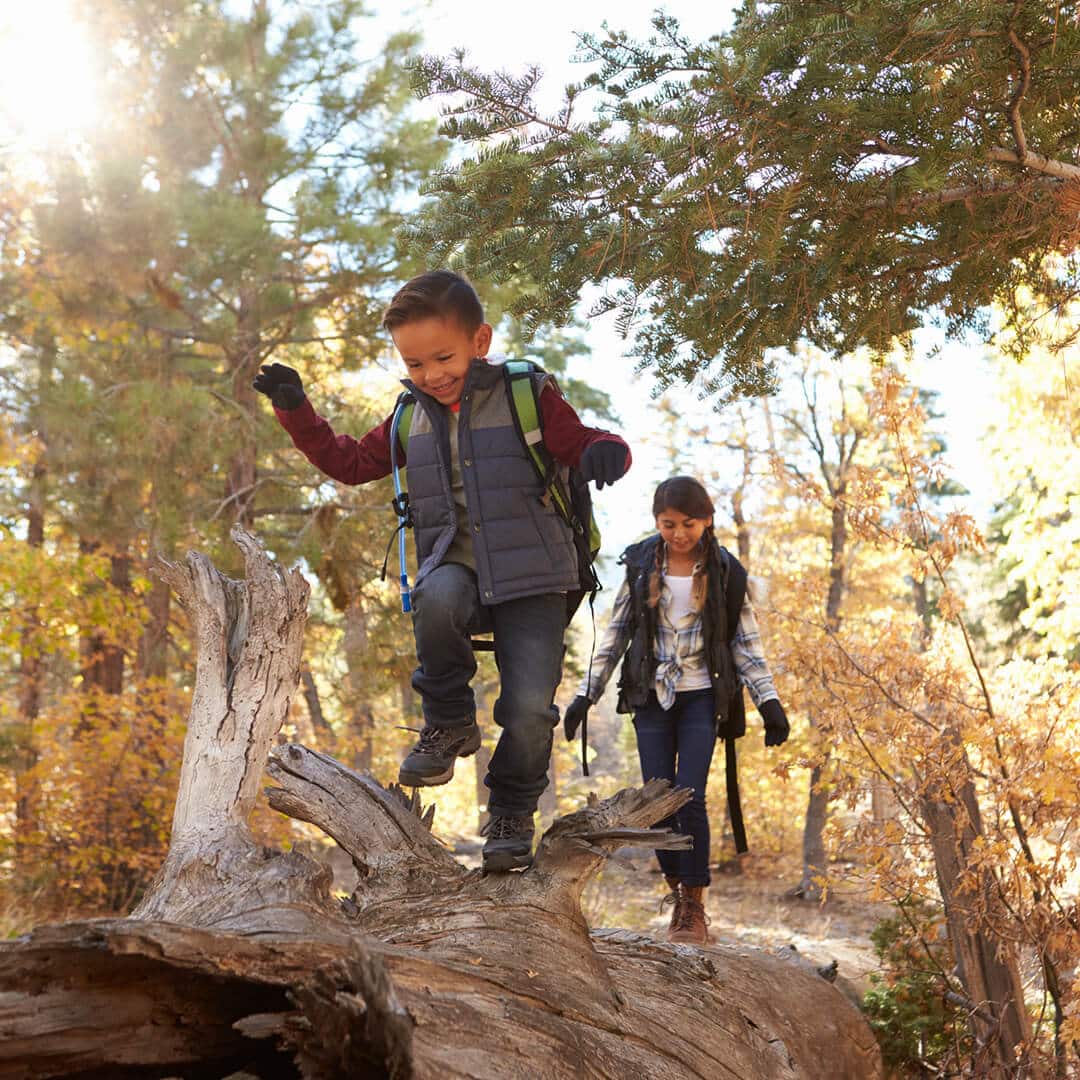 Kinder balancieren über einen alten Baumstamm. Waldtage bei KiMi Krippen fördern das Ausleben des Bewegungsdrangs und das Erleben der Natur.